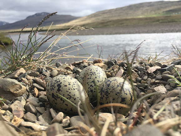Oystercatcher, Iceland, June 2019