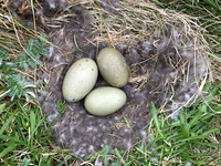 Eider Duck, Flatey Island, June 2019