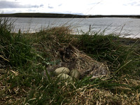 Eider Duck, Flatey Island, June 2019