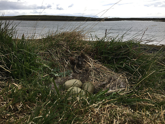 Eider Duck, Flatey Island, June 2019