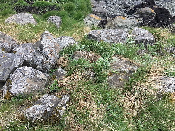 Eider Duck, Flatey Island, June 2019