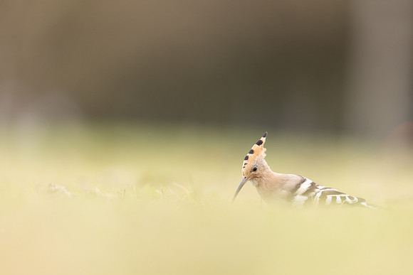Hoopoe, Swansea, October 2024
