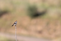 Woodchat Shrike, Anarita, Cyprus, April 2024