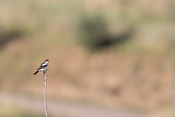 Woodchat Shrike, Anarita, Cyprus, April 2024
