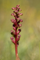 Frog Orchid, Morgans Hill, June 2024