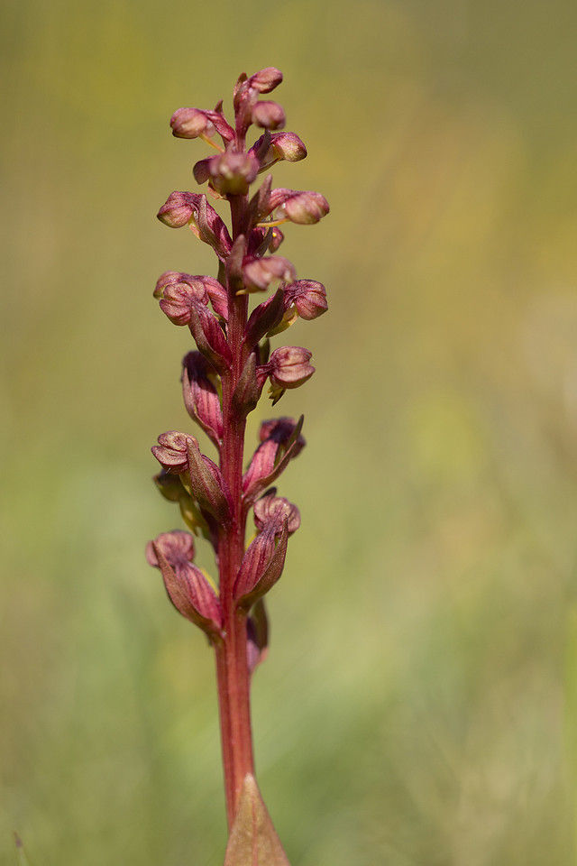 Frog Orchid, Morgans Hill, June 2024