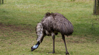 Emu
