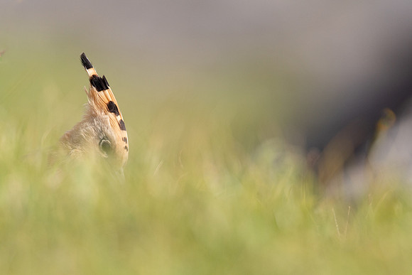 Hoopoe, Swansea, October 2024