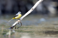 Grey Wagtail, Damery, March 2025
