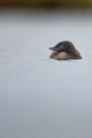 Red-throated Diver, Floi, Iceland, June 2022