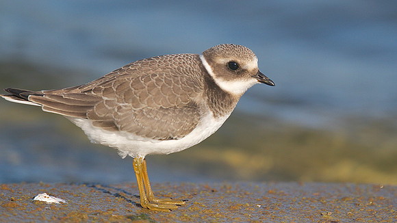 Ringed Plover, Cheddar Reservoir, September 2014