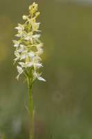 Lesser Butterfly Orchid