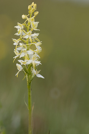 Lesser Butterfly-orchid, Morgans Hill, June 2024.
