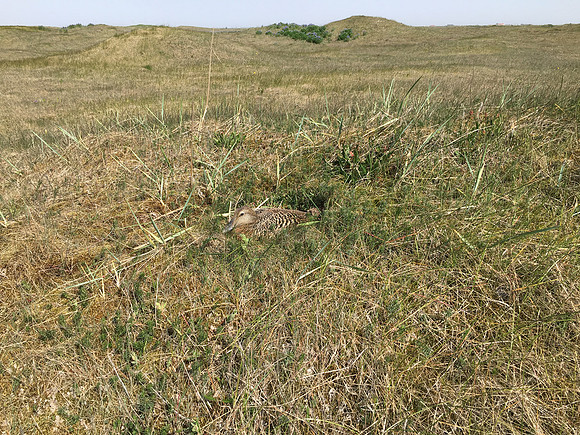 Eider Duck, Eyrarbakki, Iceland, June 2019 self found