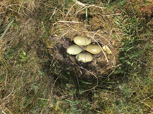 Eider Duck, Eyrarbakki, Iceland, June 2019 self found