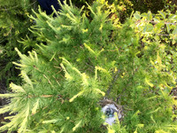 Redpoll, Borganes, Iceland, June 2019