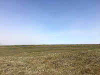 Black-headed Gull nest site, Eyrarbakki, Iceland, June 2019