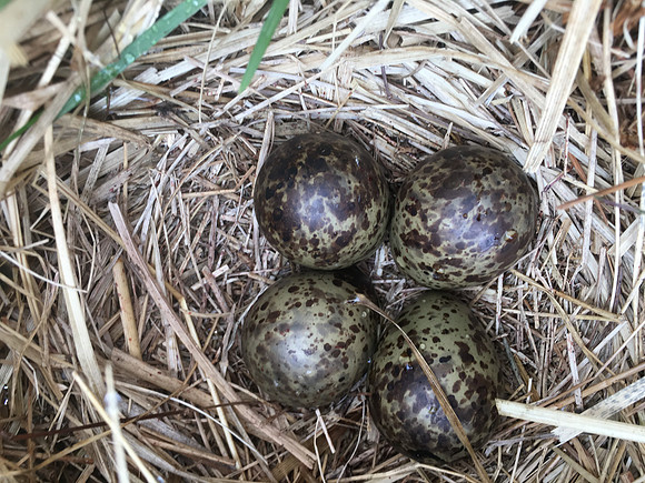 Snipe, River Laxa, Myvatn, Iceland, June 2019 (self found)