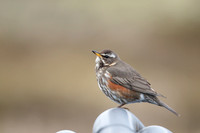 Redwing