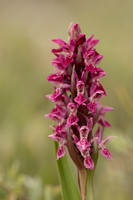 Early Marsh-orchid, Kenfig, June 2024