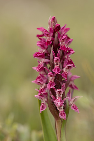 Early Marsh-orchid, Kenfig, June 2024