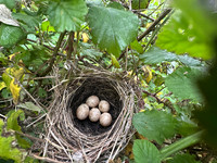 Blackcap, Tockington, April 2025