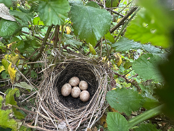 Blackcap, Tockington, April 2025