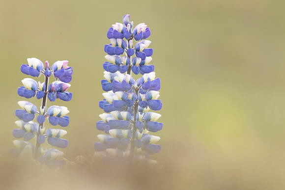 Nootka Lupine, Iceland, June 2022