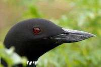 Great-northern Diver, River Sog, Iceland, June 2022