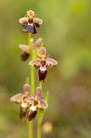 Woodcock x Fly Orchid, Dorset, May 2024.
