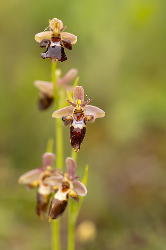Woodcock x Fly Orchid, Dorset, May 2024.