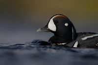 Harlequin Duck,  River Laxa, Iceland, May 2022