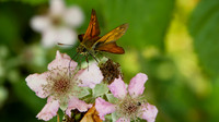 Large Skipper, Tockington 2013