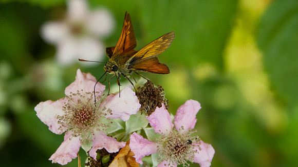 Large Skipper, Tockington 2013