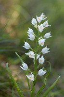 Sword-leaved Helleborine, Rodbrough Common, May 2024