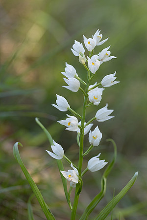 Sword-leaved Helleborine, Rodbrough Common, May 2024
