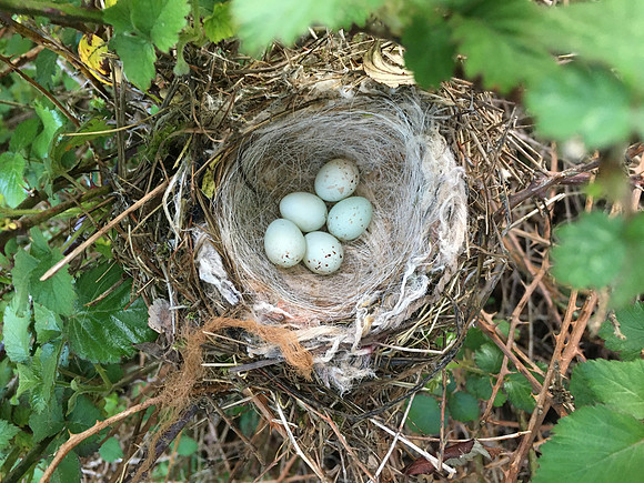 Linnet, OPS, April 2020