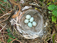 Linnet, OPS, April 2020