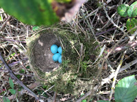 Song Thrush, Tockington, April 2020