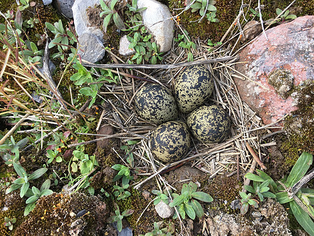 Lapwing, Severnside, April 2019