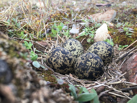 Lapwing, Severnside, April 2019