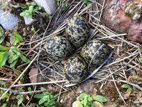 Lapwing, Severnside, April 2019