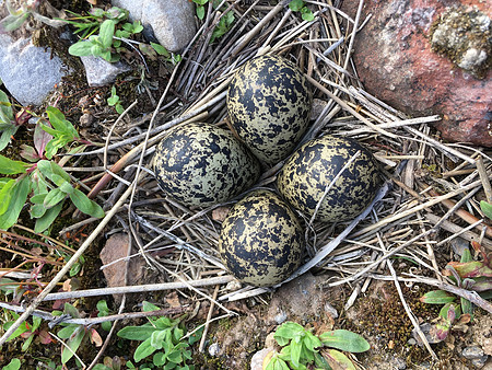 Lapwing, Severnside, April 2019