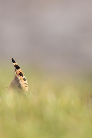 Hoopoe, Swansea, October 2024
