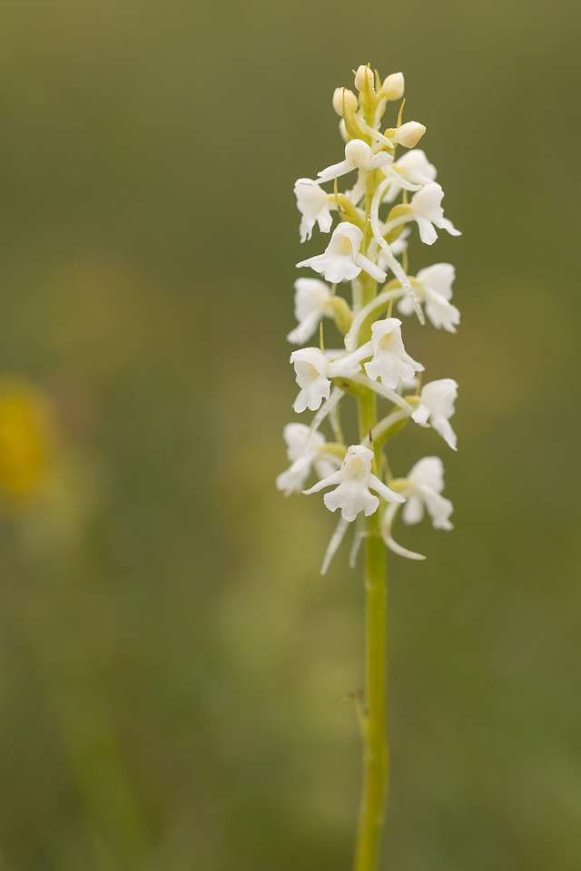 Chalk Fragrant-orchid, (Alba form) Rodbrough Common, June 2024