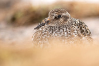 Purple Sandpiper, Cairngorms, June 2021