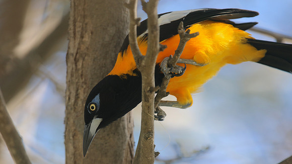 Venezuelan Troupial, Palm Beach, Aruba, November 2015
