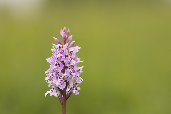 Common Spotted-orchid Orchid, Rudge Hill, June 2024