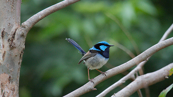 Superb Fairy Wren