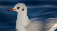 Black-headed Gull, Walpole Park, Gosport, December 2014